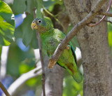 Yellow-billed-Parrot-Hope-Gardens-Kingston-Jamaica-19-March-2016-Sam-Woods_S9A0530.jpg