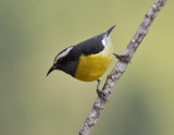 Bananaquit-Silver-Gap-Chalet-Silver-Hill-Gap-Blue-Mountains-Jamaica-22-March-2015_S9A5061.jpg