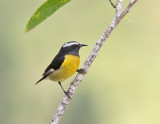 Bananaquit-Starlight-Chalet-Blue-Mountains-Jamaica-22-March-2015_S9A5058.jpg