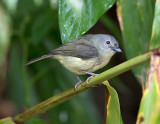 Blue-Mountain-Vireo-Silver-Hill-Gap-Blue-Mountains-Jamaica-22-March-2015_S9A5535.jpg