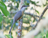 Jamaican-Lizard-Cuckoo-Blue-Mountains-Jamaica-24-March-2015_S9A6304.jpg