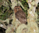 Jamaican-Owl-Section-Blue-Mountains-Jamaica-24-March-2015_S9A6323.jpg