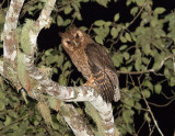 Jamaican-Owl-Section-Blue-Mountains-Jamaica-25-March-2015_S9A6743.jpg