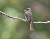 Jamaican-Pewee-Blue-Mountains-Jamaica-22-March-2015_S9A5285.jpg