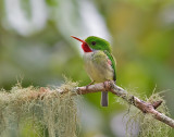 Jamaican-Tody-Blue-Mountains-Jamaica-25-March-2015_S9A6570.jpg