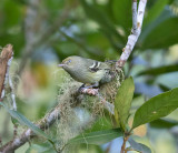 Jamaican-Vireo-Blue-Mountains-23-March-2015_S9A5660.jpg