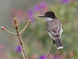 Loggerhead-Kingbird-Silver-Hill-Cottage-Silver-Hill-Gap-Blue-Mountains-Jamaica-22-March-2015_S9A5300.jpg