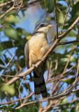 Mangrove-Cuckoo-Falmouth-Jamaica-27-March-2015_S9A7031.jpg