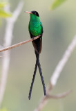 Red-billed-Streamertail-male-Starlight-Chalet-Blue-Mountains-Jamaica-22-March-2015_S9A5110.jpg