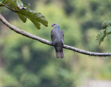 Ring-tailed-Pigeon-Blue-Mountains-Jamaica-26-March-2015_S9A6783.jpg