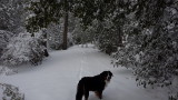 Everest loves the snow!