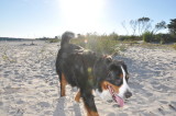 Playing at Doggie Beach