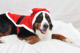 Festive Everest