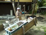 Gumbo Limbo felling and replant for logia Oct 24 2014