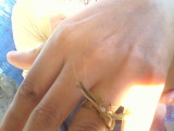 Marisas engagement ring of coconut palm