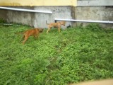 San Ignacio Jan 7 to 10 2015 053.jpg