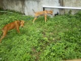 San Ignacio Jan 7 to 10 2015 054.jpg