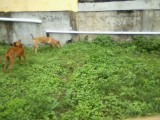 San Ignacio Jan 7 to 10 2015 056.jpg