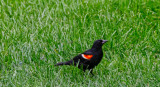 Red-winged Blackbird