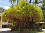  Hala Trees (Pandanus Tectoris) 