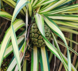  Hala Tree (Pandanus Tectoris)  Fruit