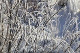 belslijntje_winter_20130116_037.jpg