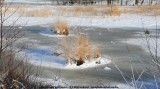 belslijntje_winter_20130116_057.jpg