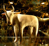 taureau