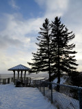 deux conifres