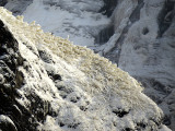 crête de glace