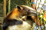 Tamandua