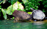 CO-TOURISME DANS LA JUNGLE