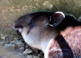Tte de tapir