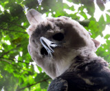 Faune et Flore du Panama