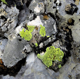 Rochers de Naye , Lichens