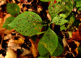 les feuilles parasitées