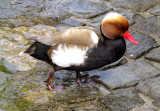 Canard mandarin