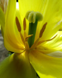 intimité