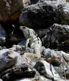 EK BALAM, site maya