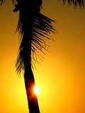  lombre du palmier