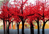 Red trees