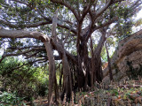 Mangrove prs de la tombe dArchimde