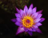 Lilypons VII
