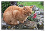 Animaux