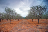 Almond trees