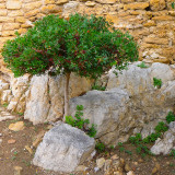 Mallorca tree