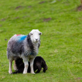 Herdwick and lamb