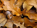 Oak Leaves 