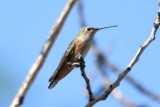 Rufous Hummingbird (female)