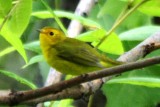 Wilsons Warbler (imm female)